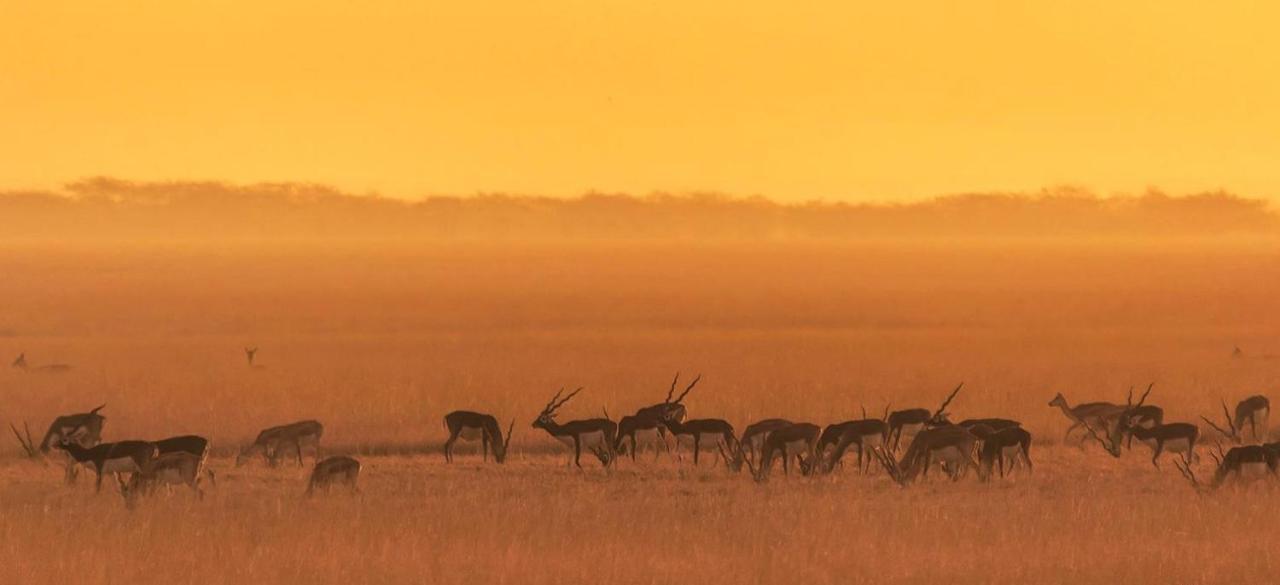 The Blackbuck Lodge Bhavnagar Dış mekan fotoğraf